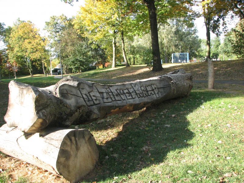 zilverkamp in gevelde boom gezaagd